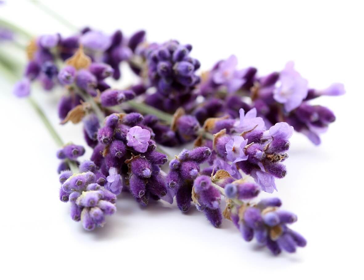 Lavender8_S_11